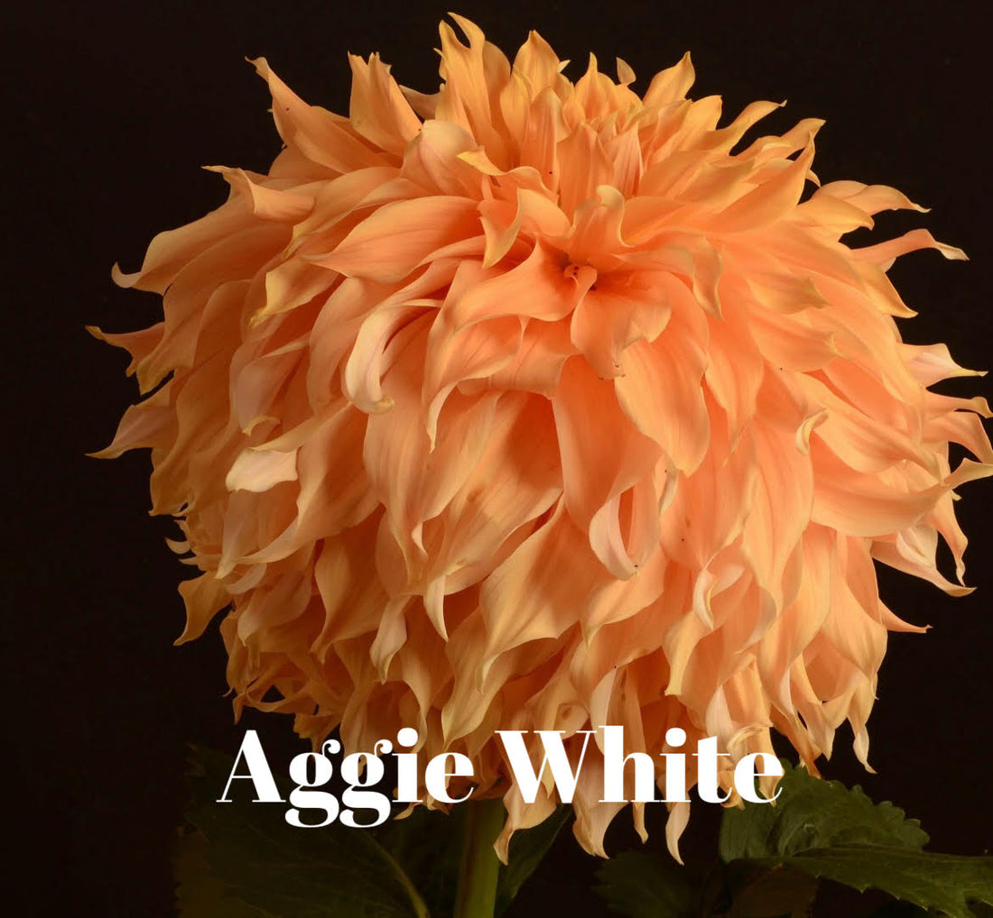Aggie White