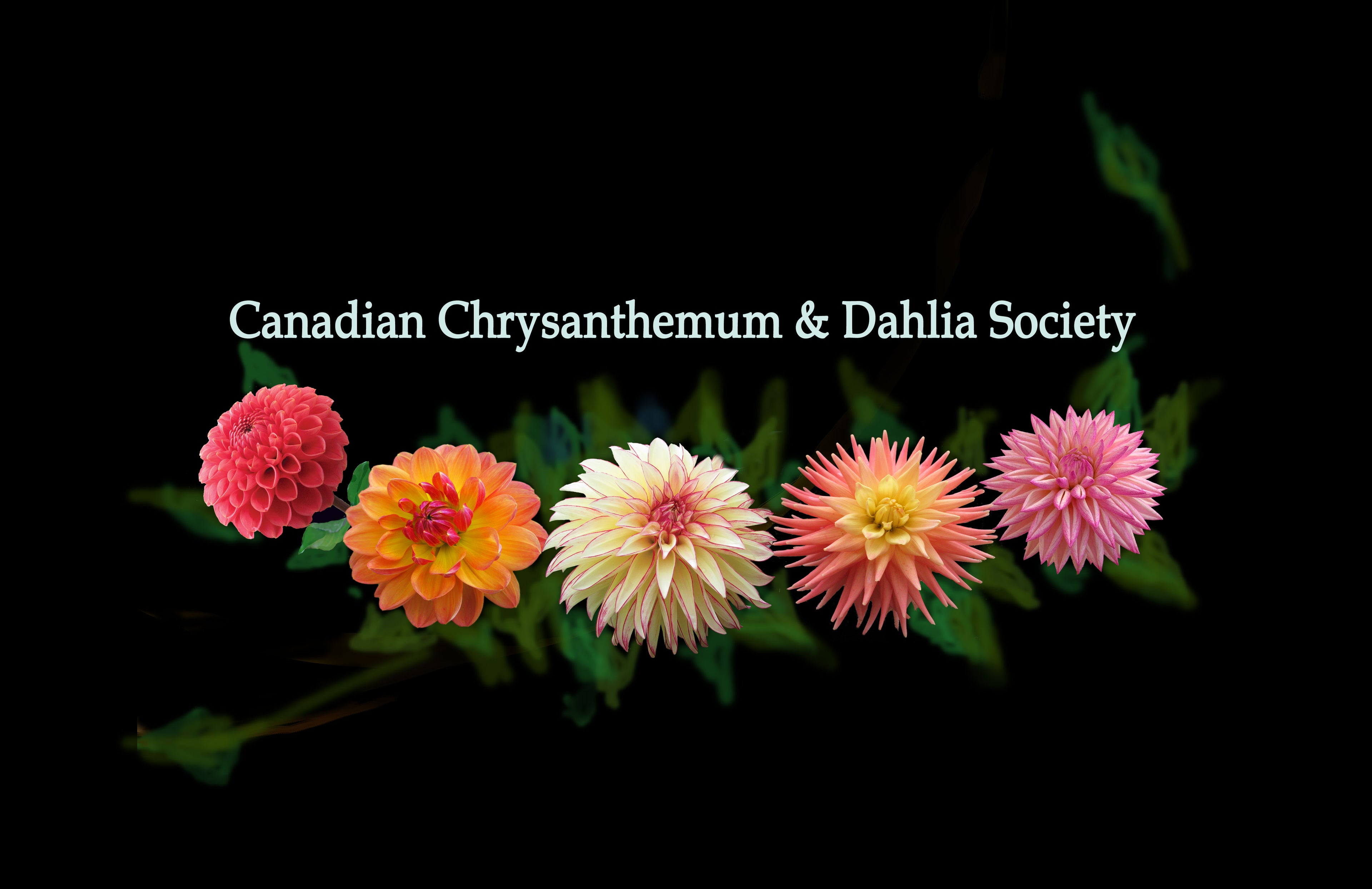 CCDS Membership 2026