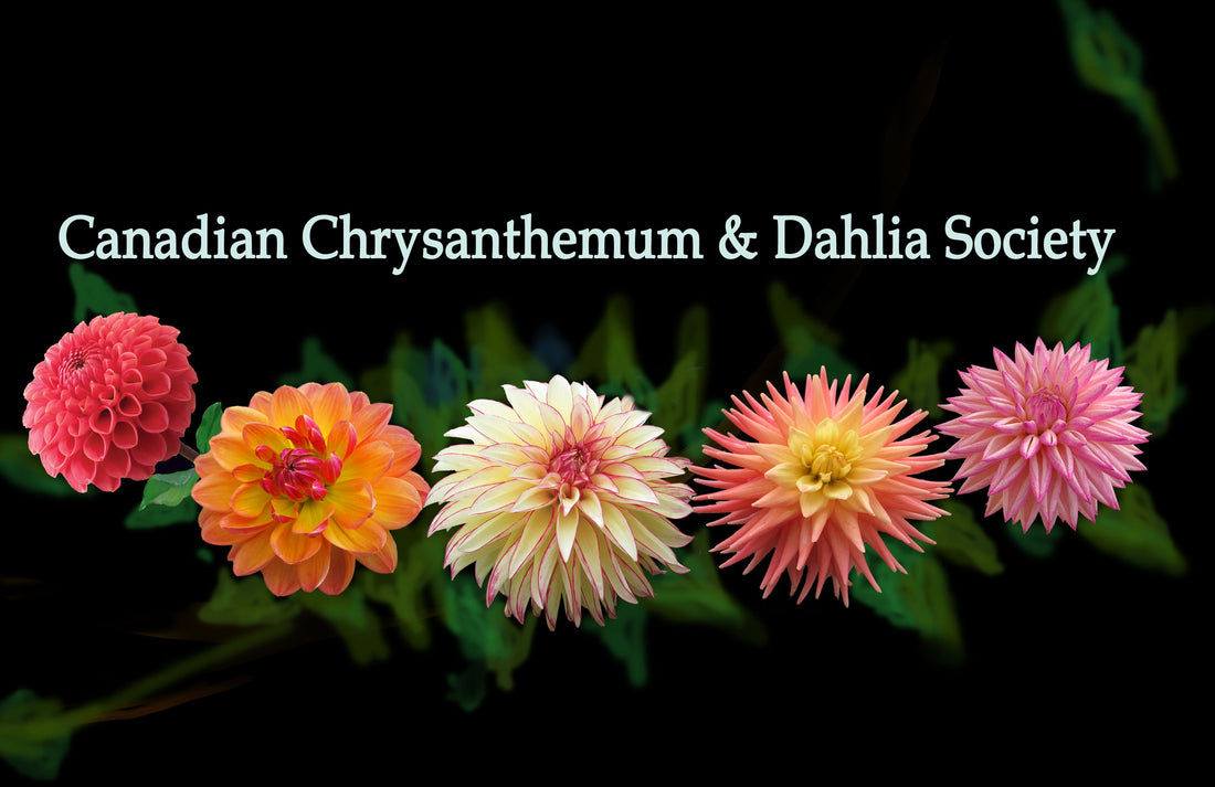 CCDS Membership 2026