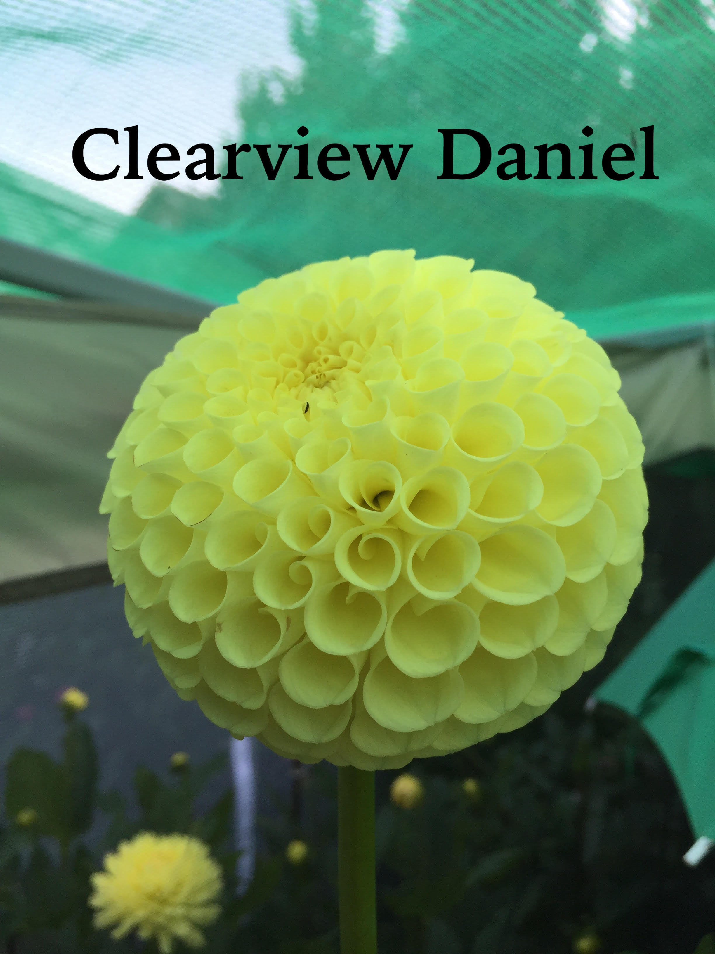 Clearview Daniel