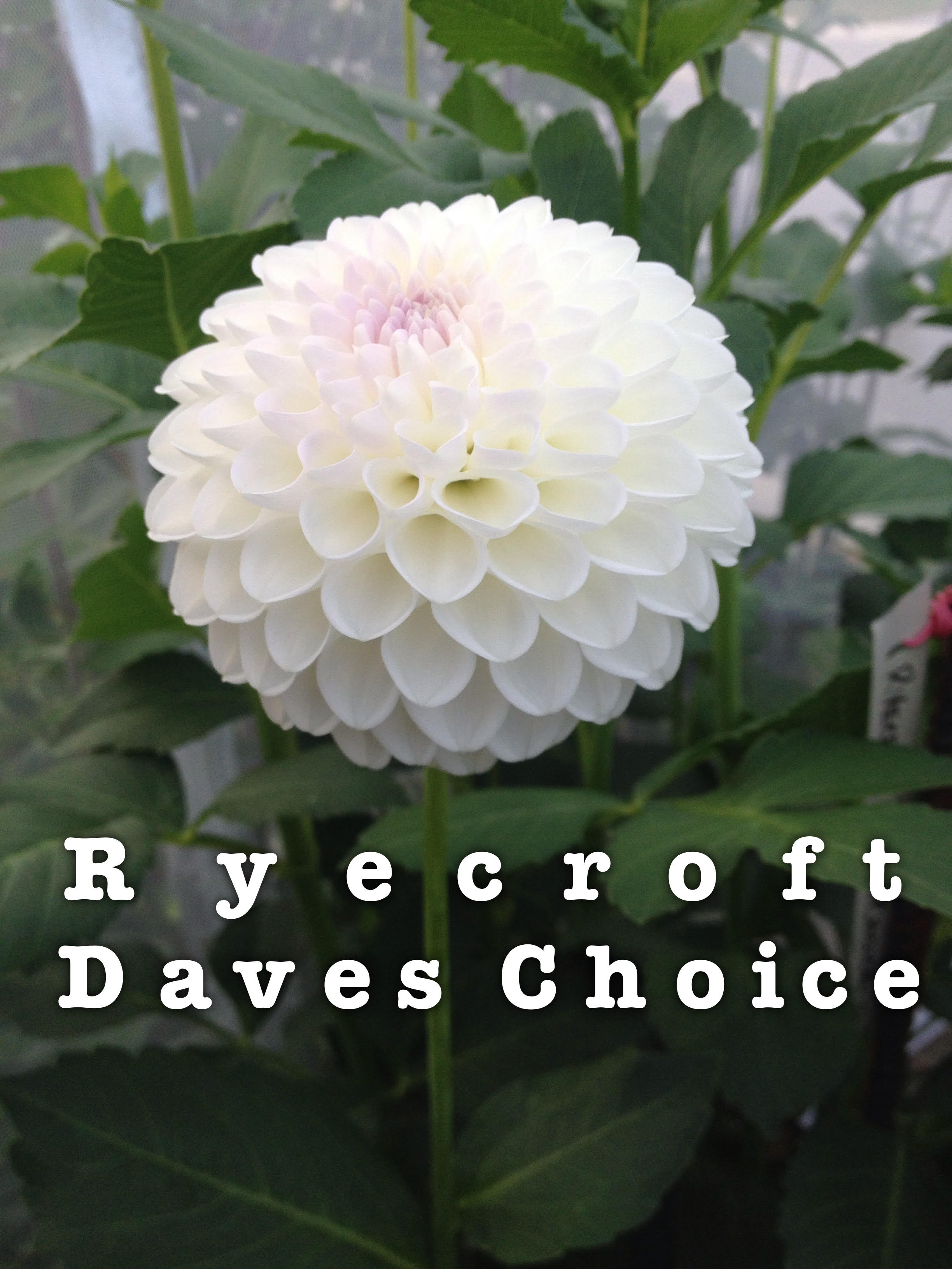 Dave’s Choice
