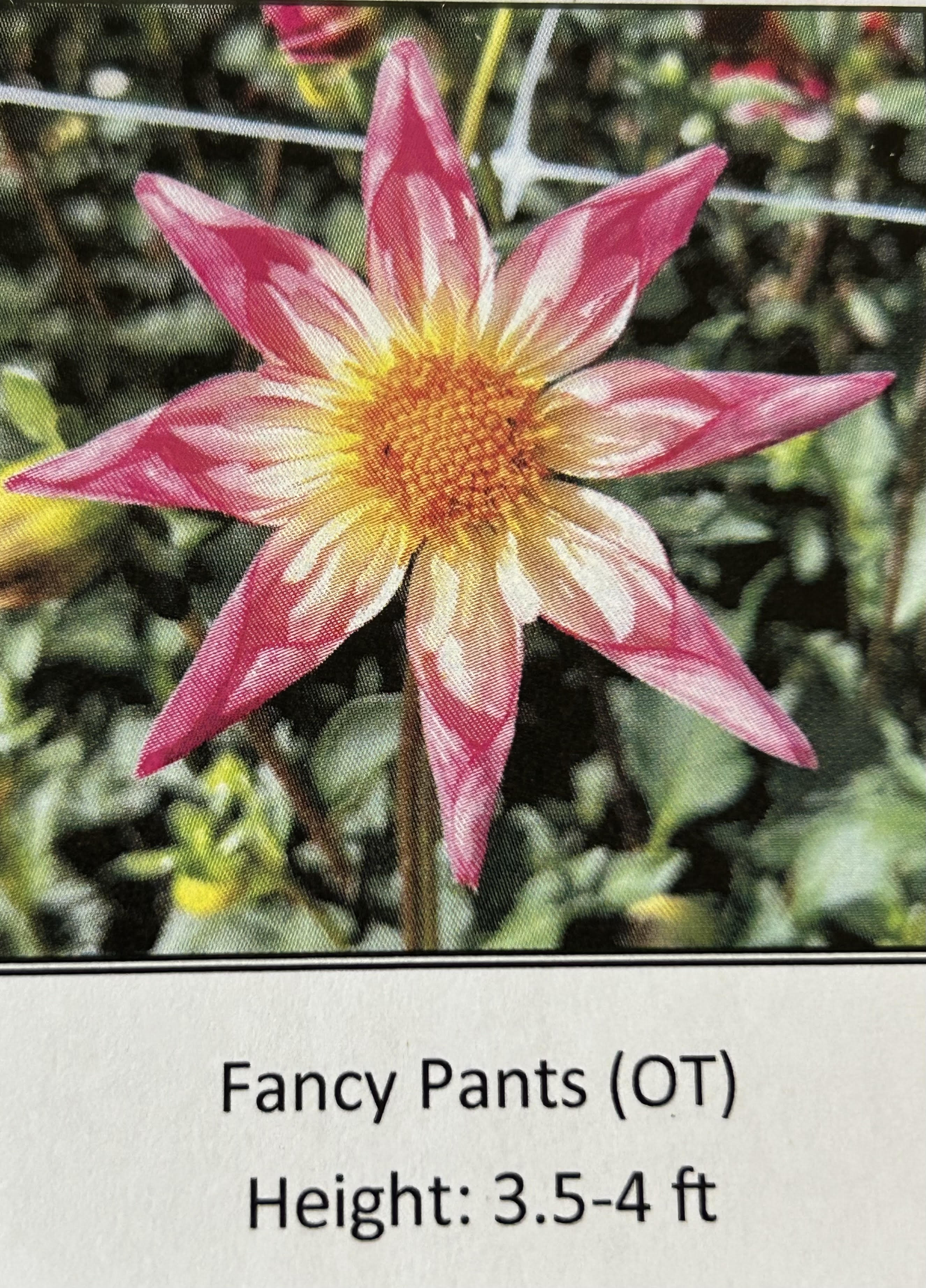 Fancy Pants