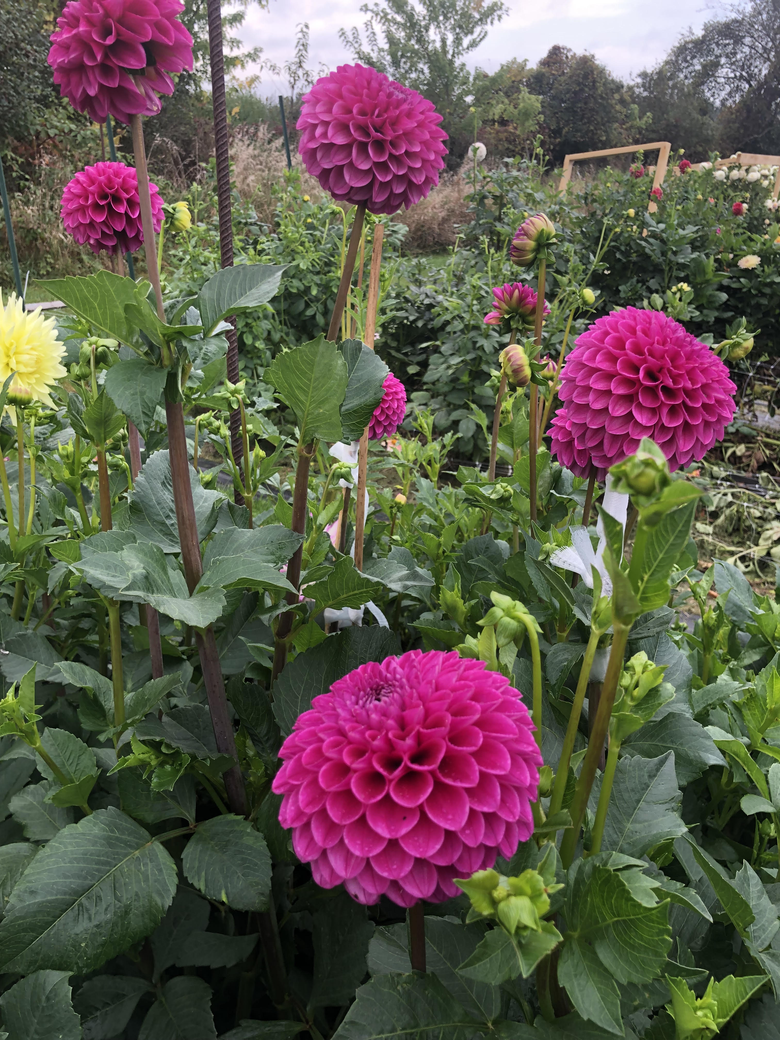 Mary’s Jomanda