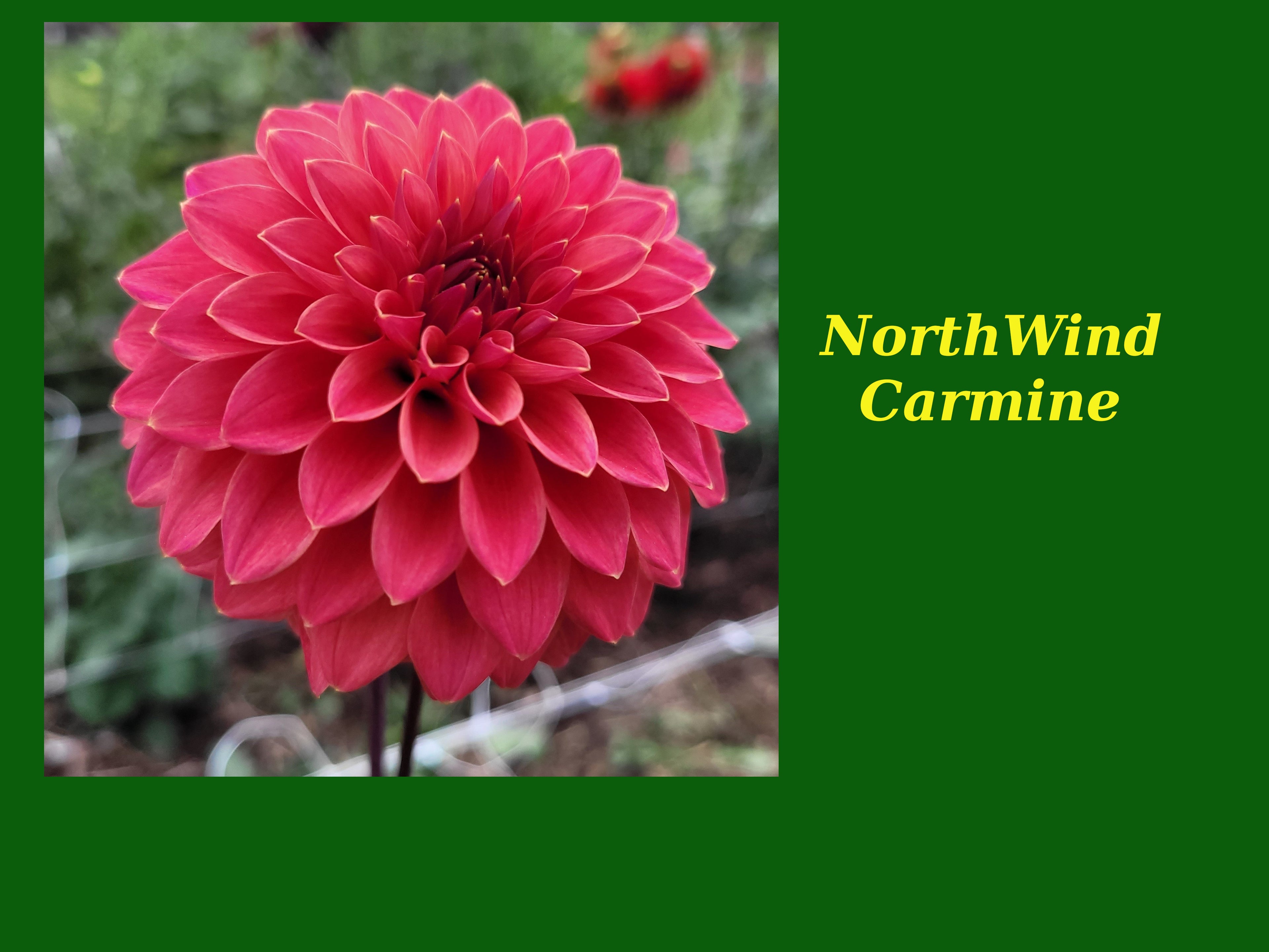 Northwind Carmine