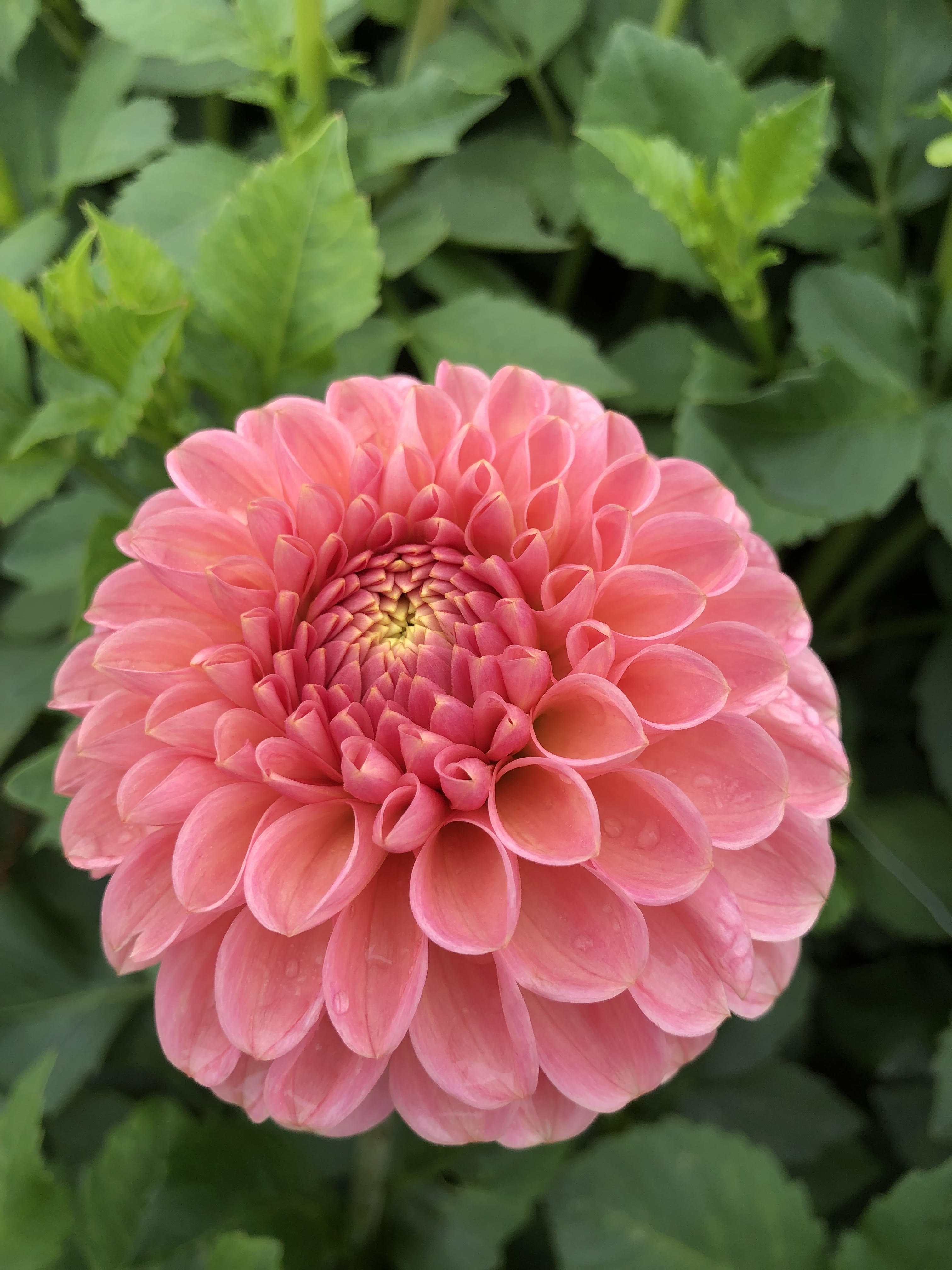 Rose Toscano