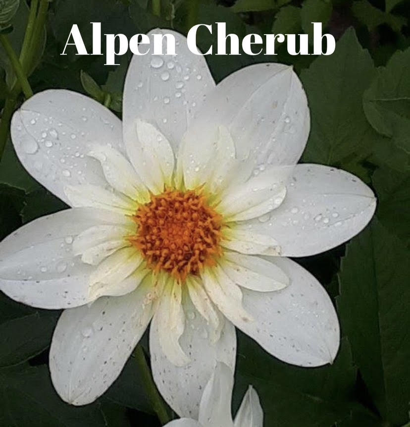 Alpen Cherub