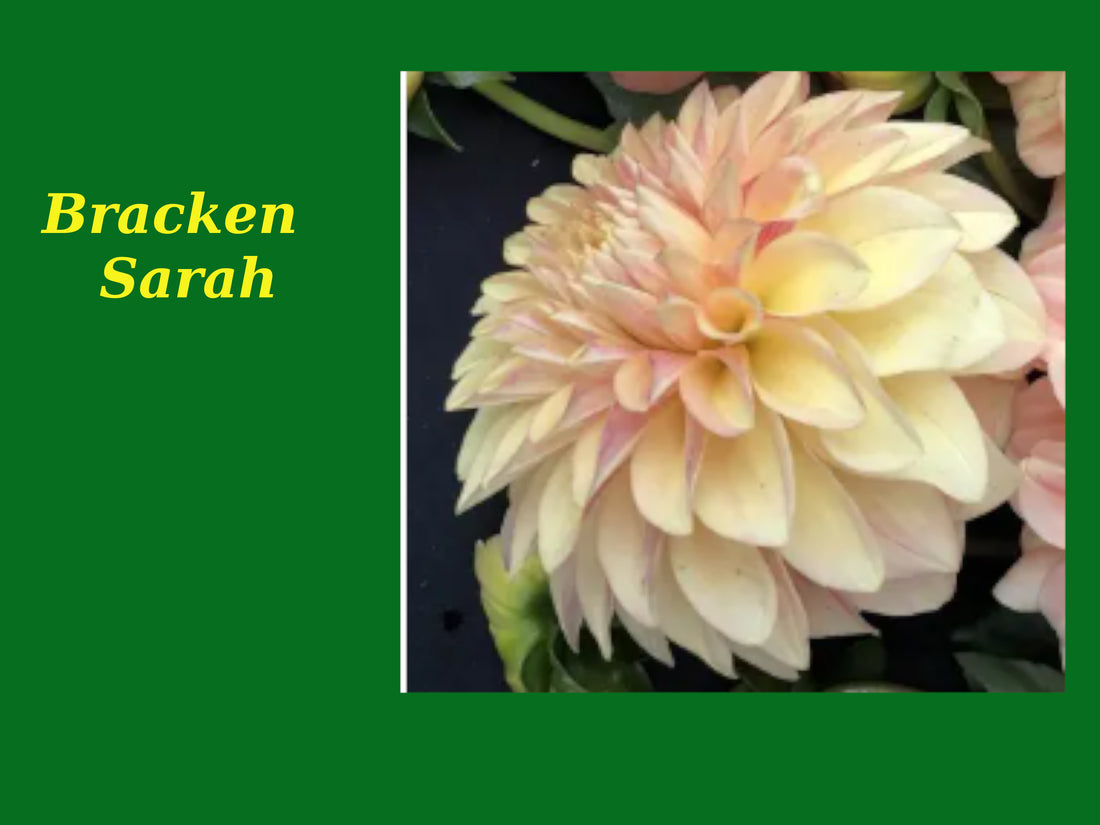 Bracken Sarah
