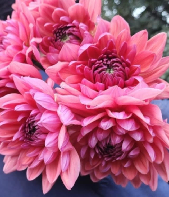 Dutch Pearl