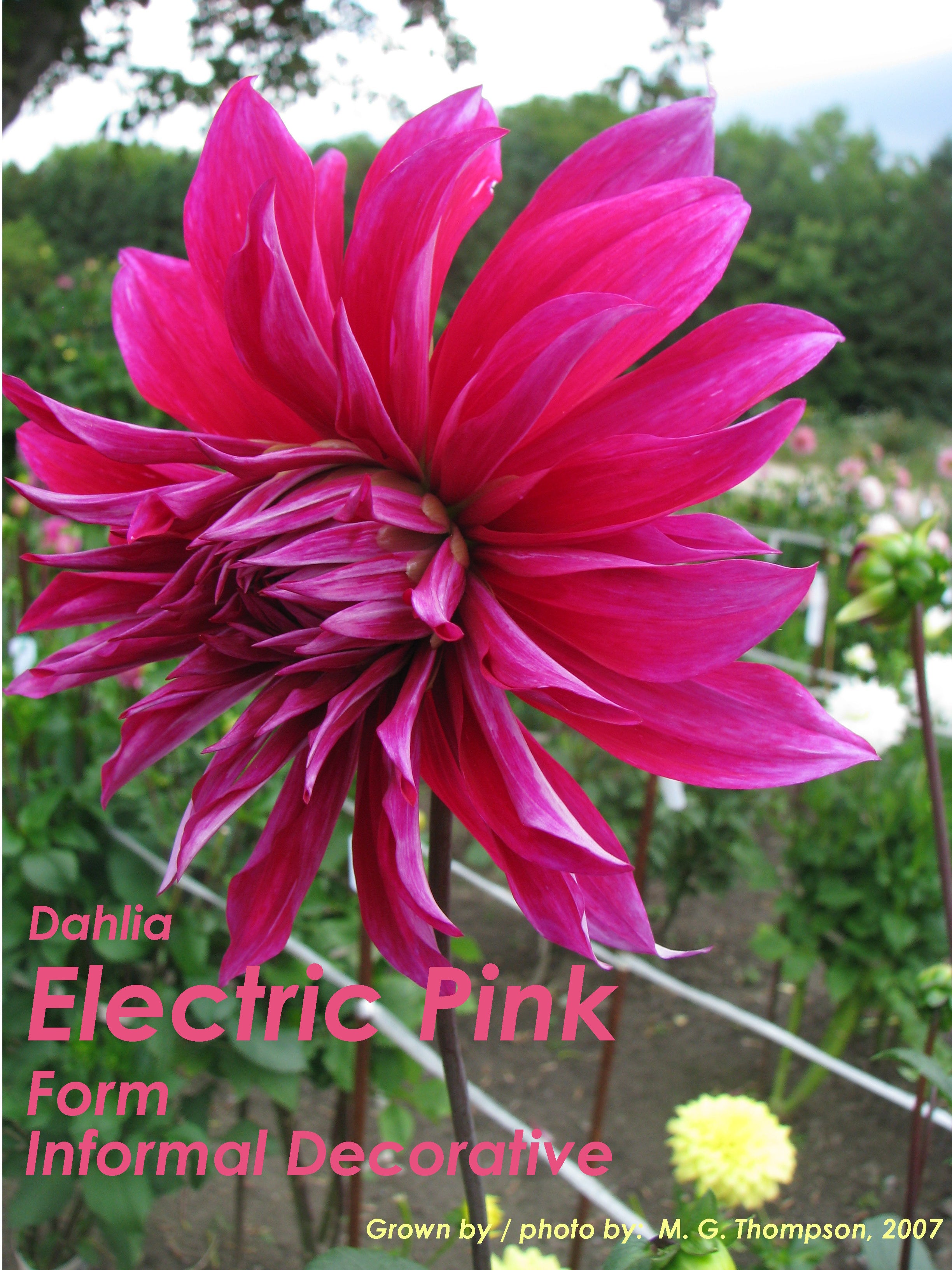 Electric Avenue Pink