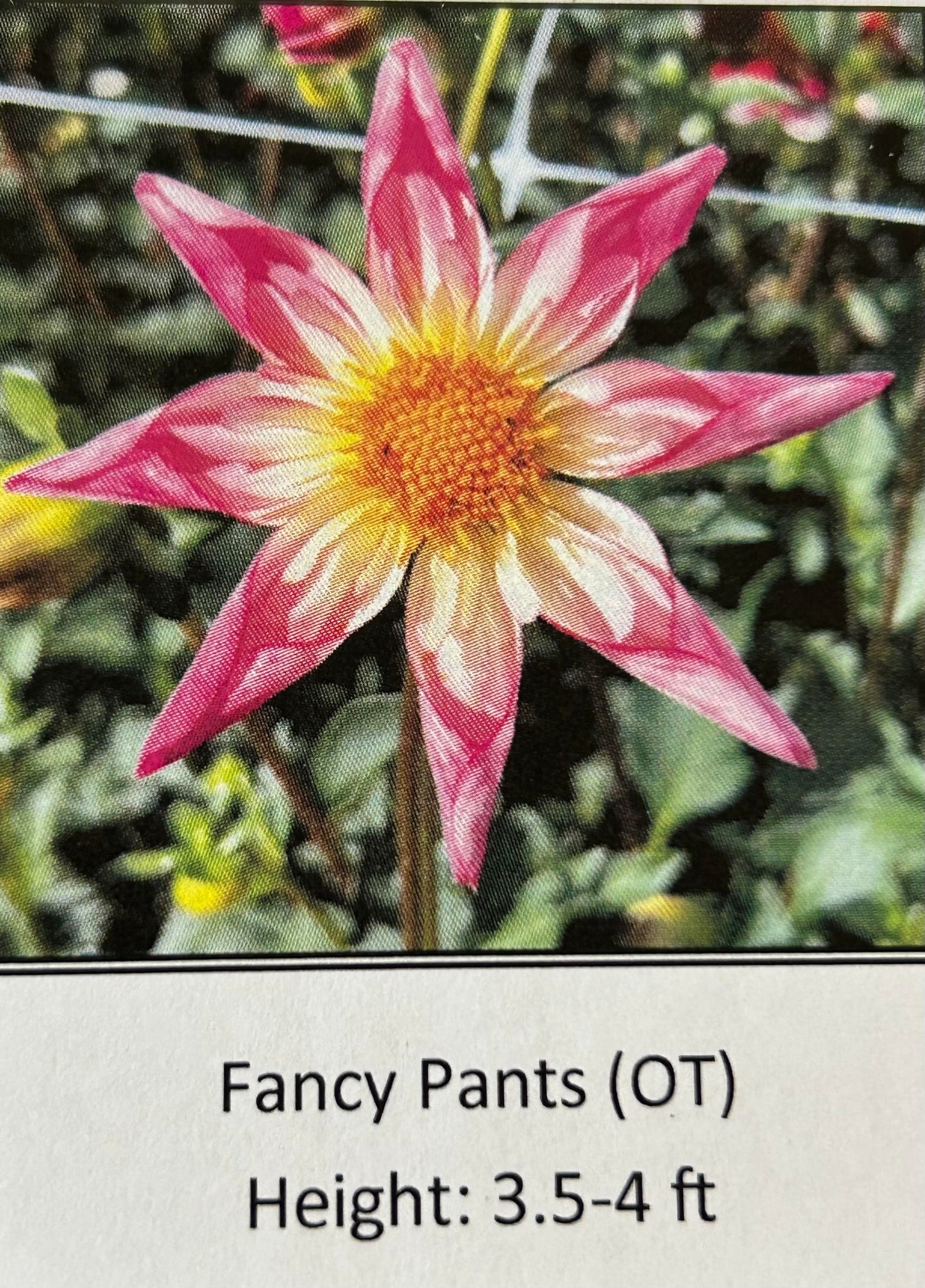 Fancy Pants