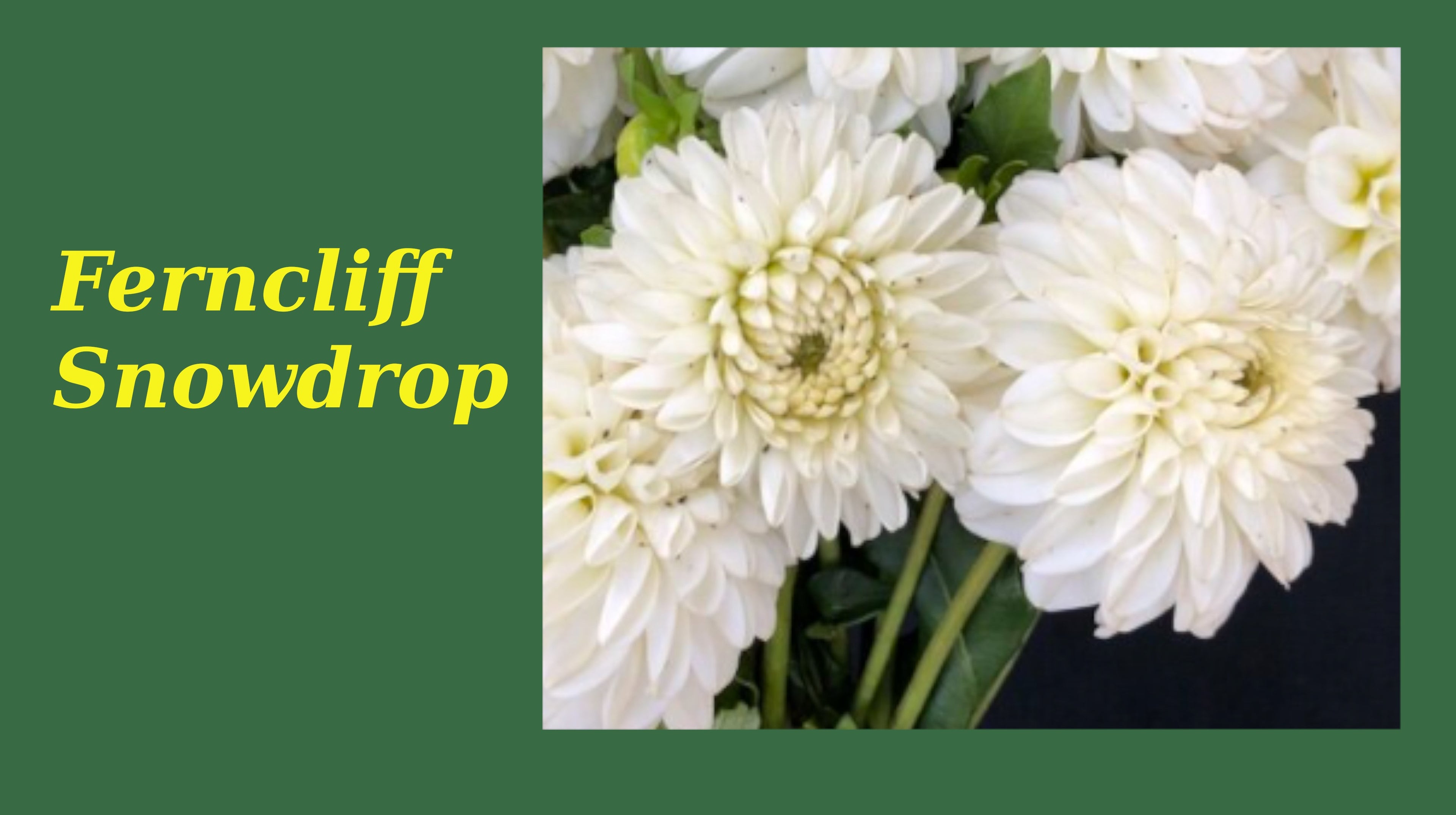 Ferncliff Snowdrop