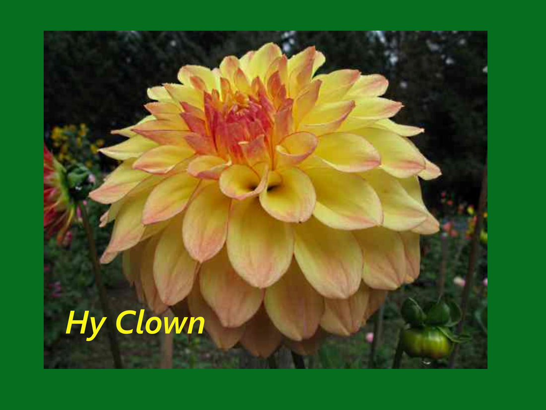 HY Clown