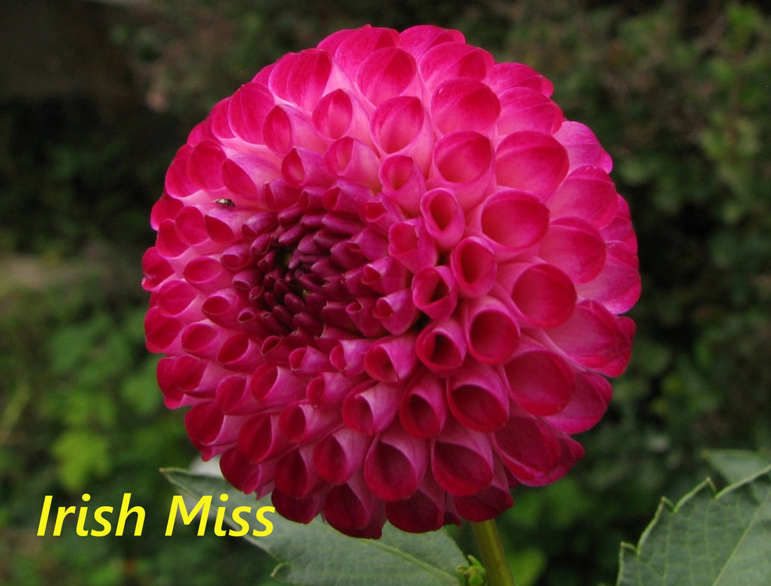 Irish Miss