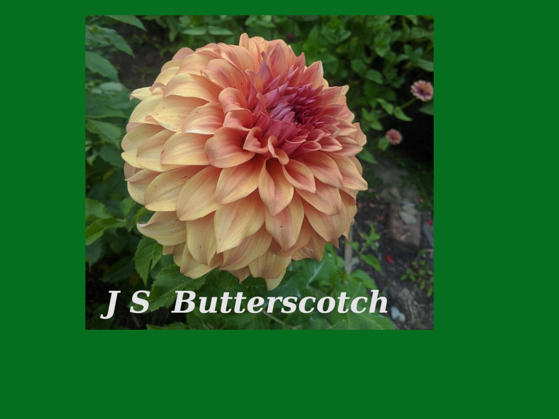 JS Butterscotch