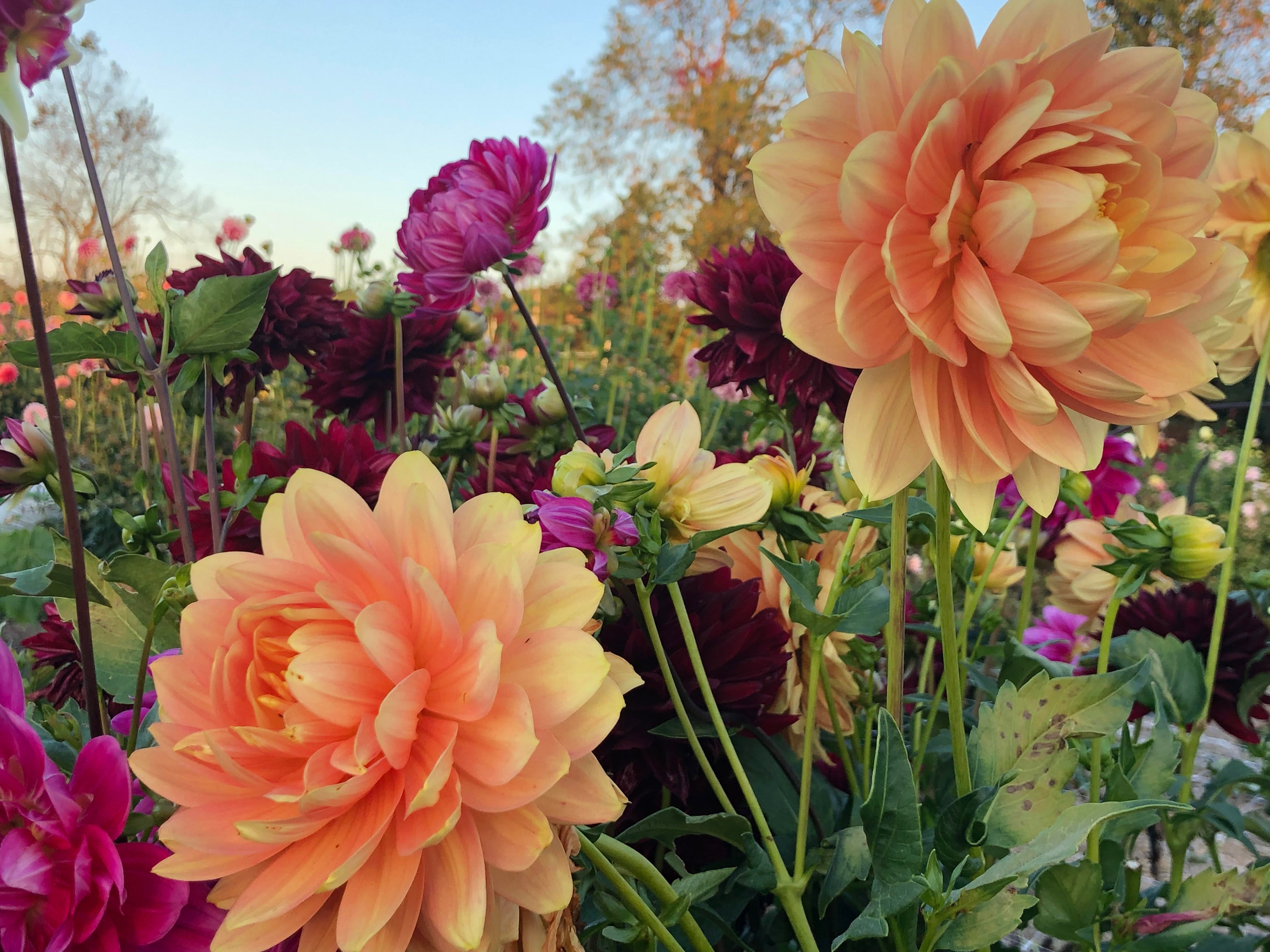 Colorful flowers including large peach-colored blooms and purple flowers in a garden setting.