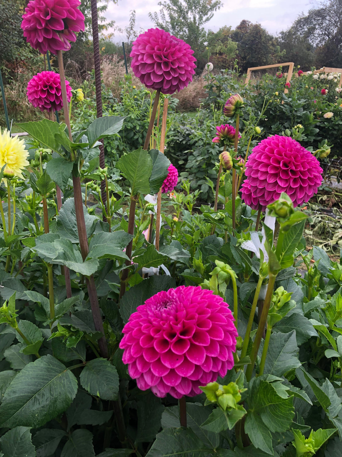 Mary’s Jomanda
