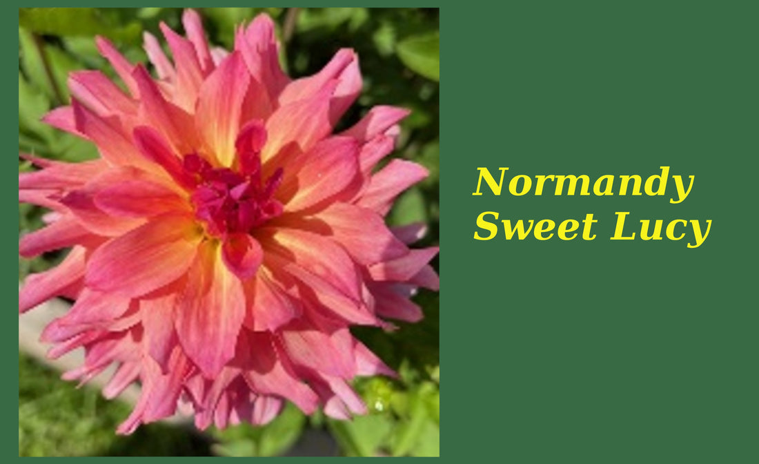 Normandy Sweet Lucy