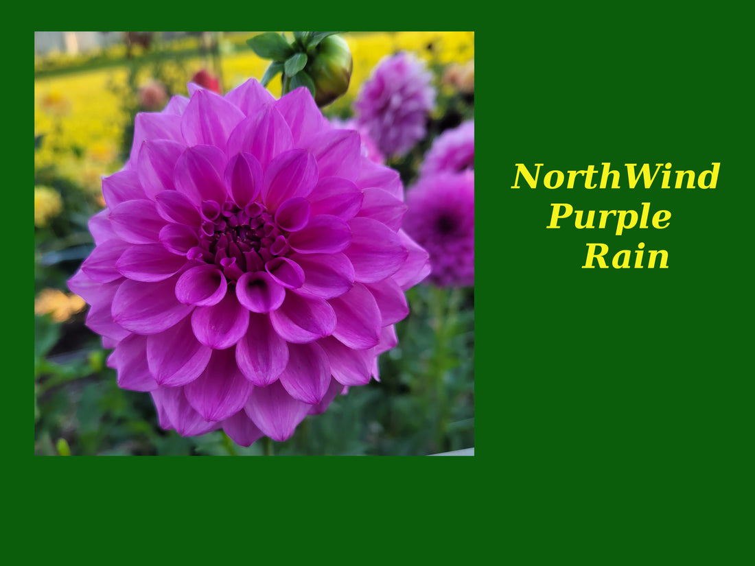 Northwind Purple Rain