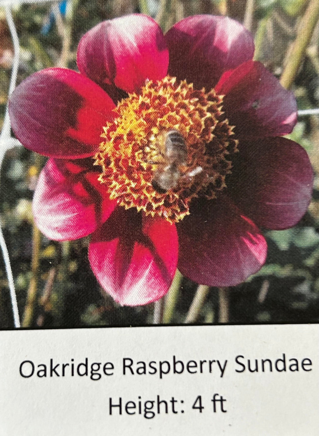 Oakridge Rasberry Sundae
