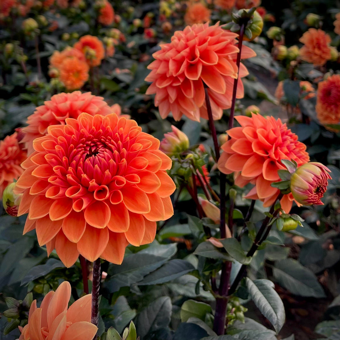 Orange King