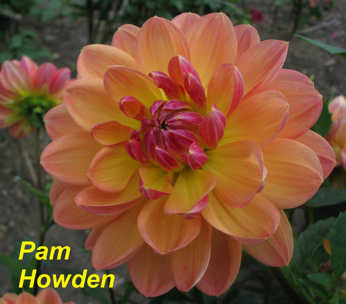 Pam Howden