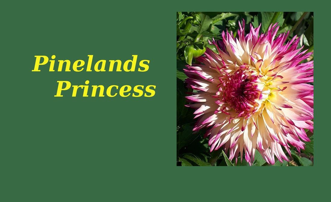 Pinelands Princess