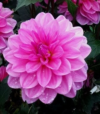 Pink Onesta