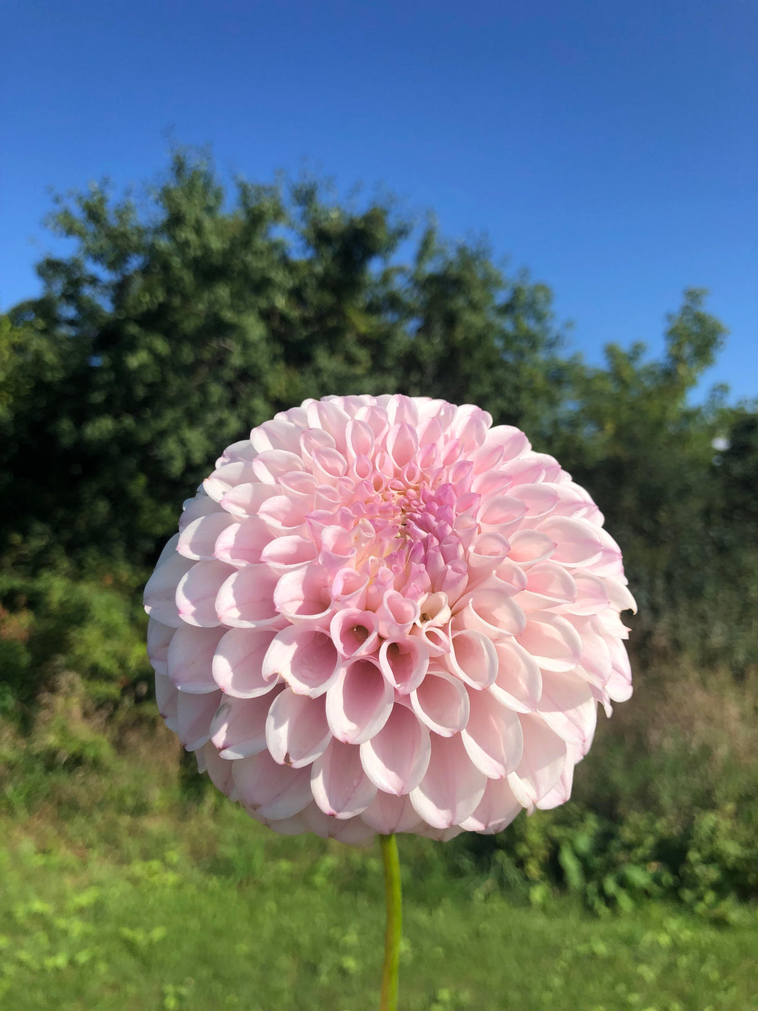 Pink Pearl
