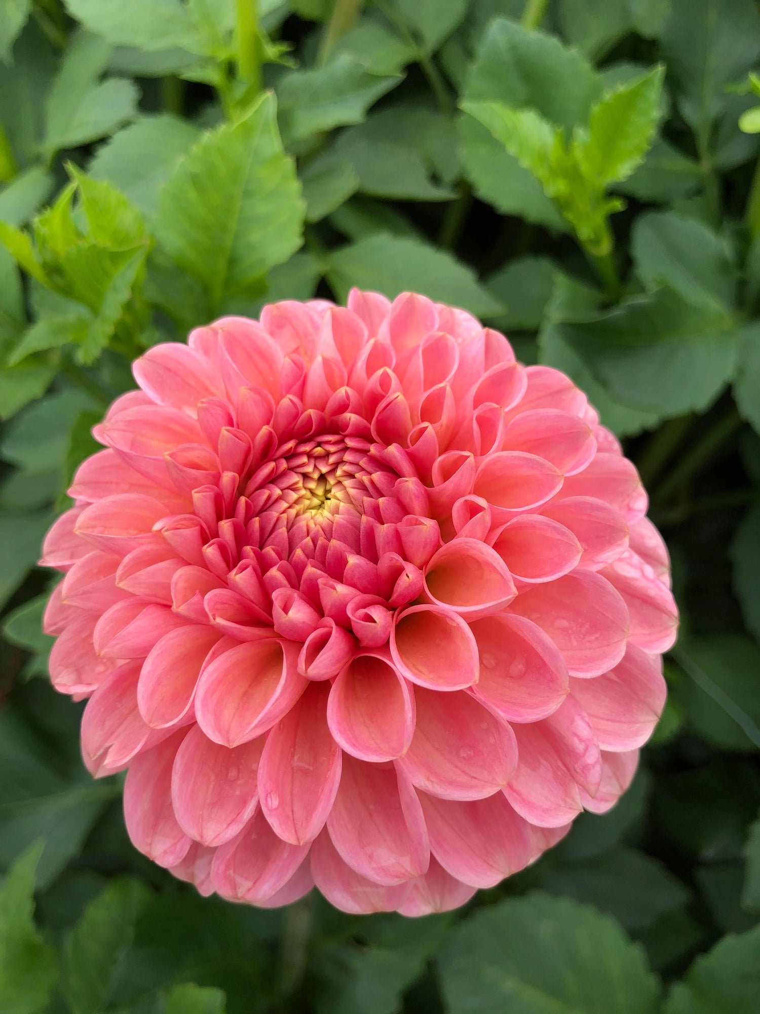 Rose Toscano