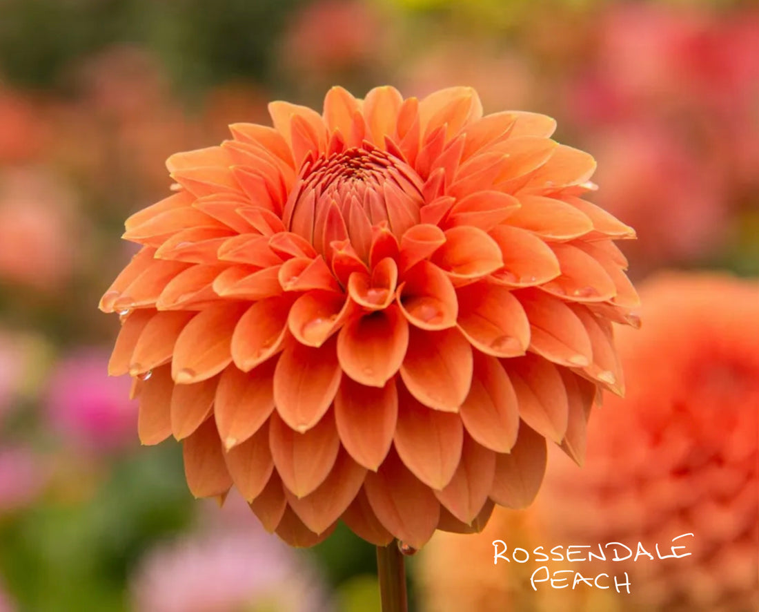 Rossendale Peach