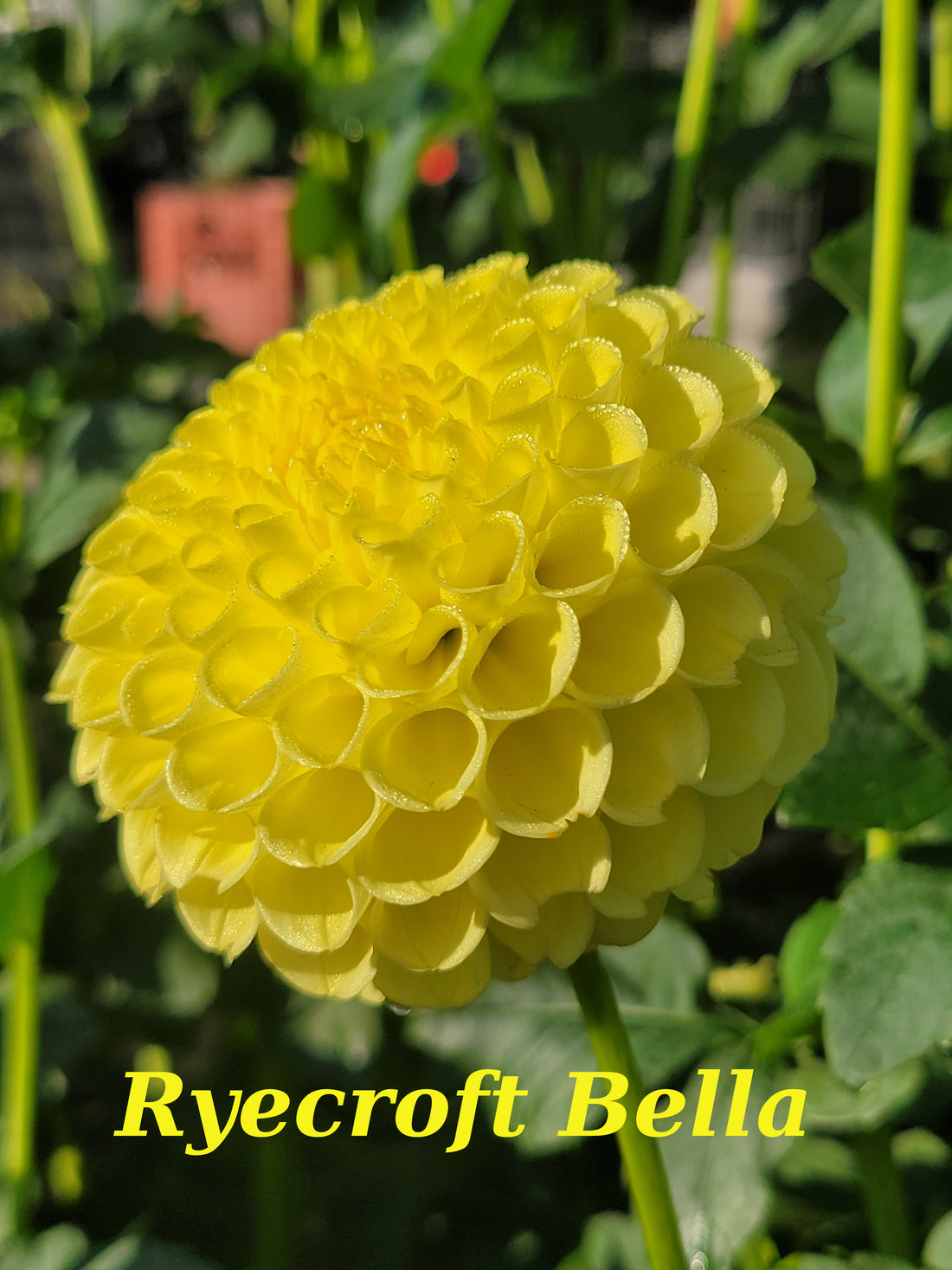 Ryecroft Bella