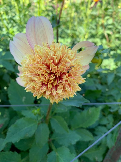 Sandia Brocade