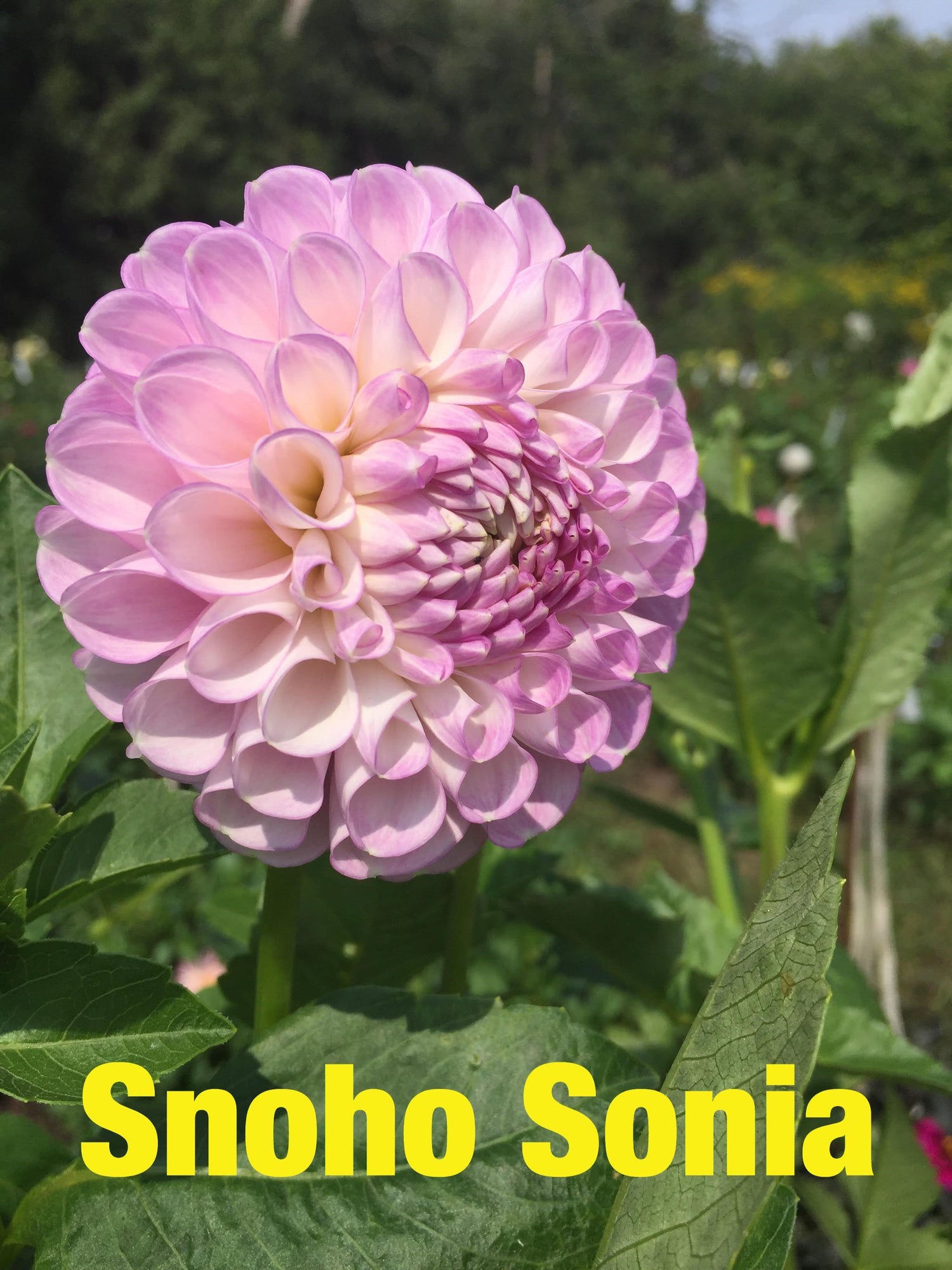 Snoho Sonia