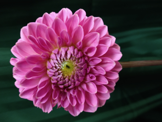 Pink Sylvia