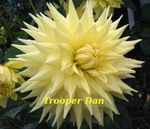 Trooper Dan