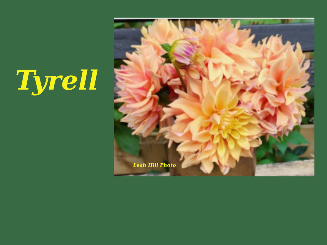 Tyrell