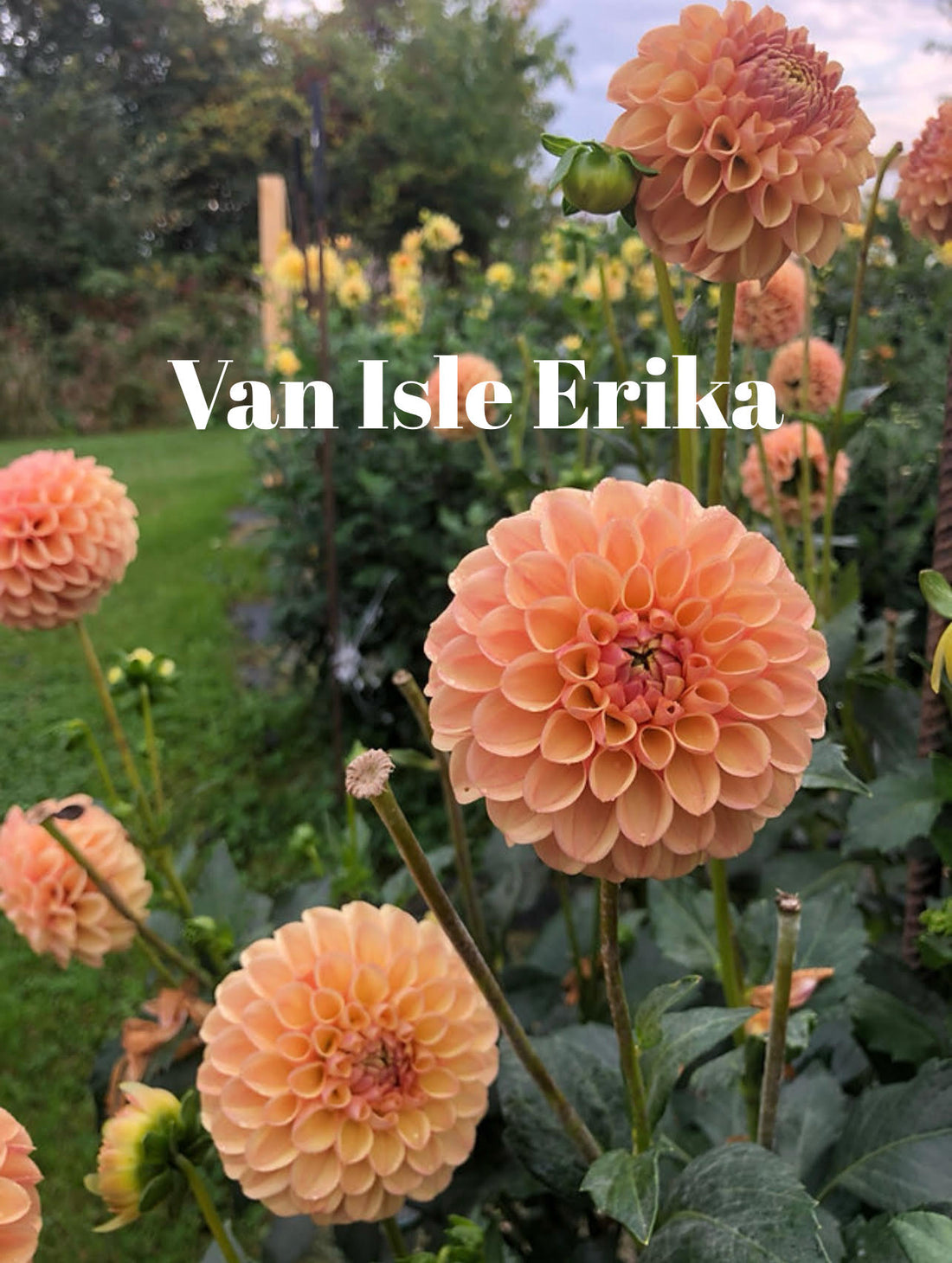 Van Isle Erika