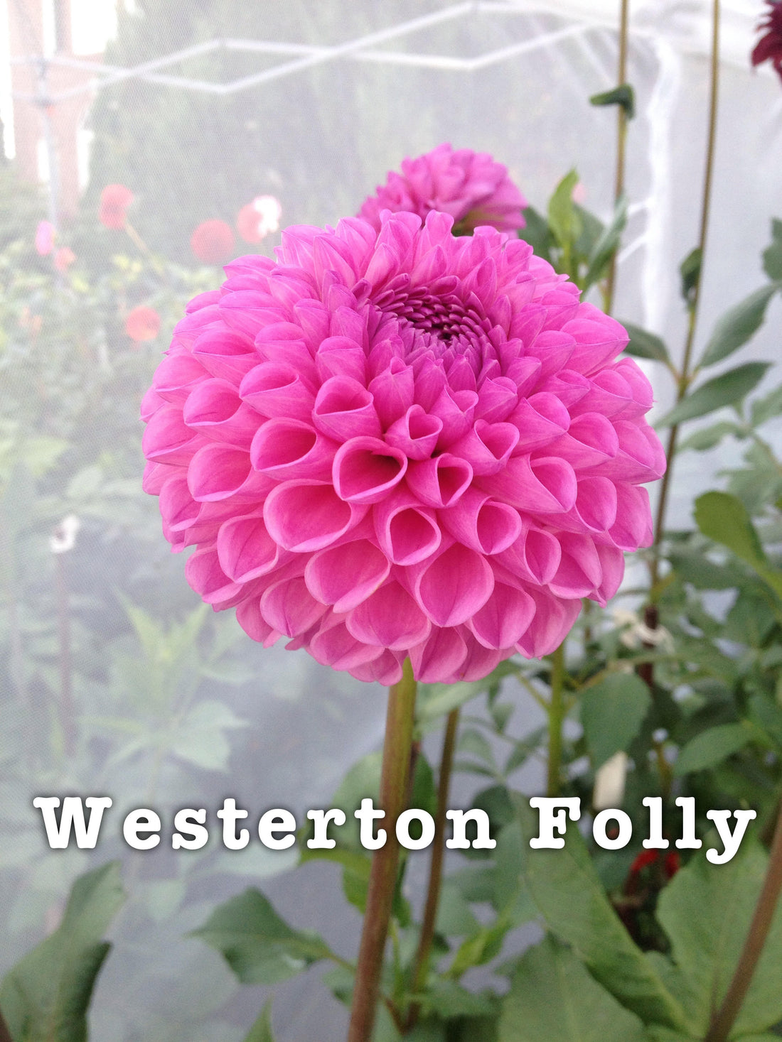 Westerton Folly