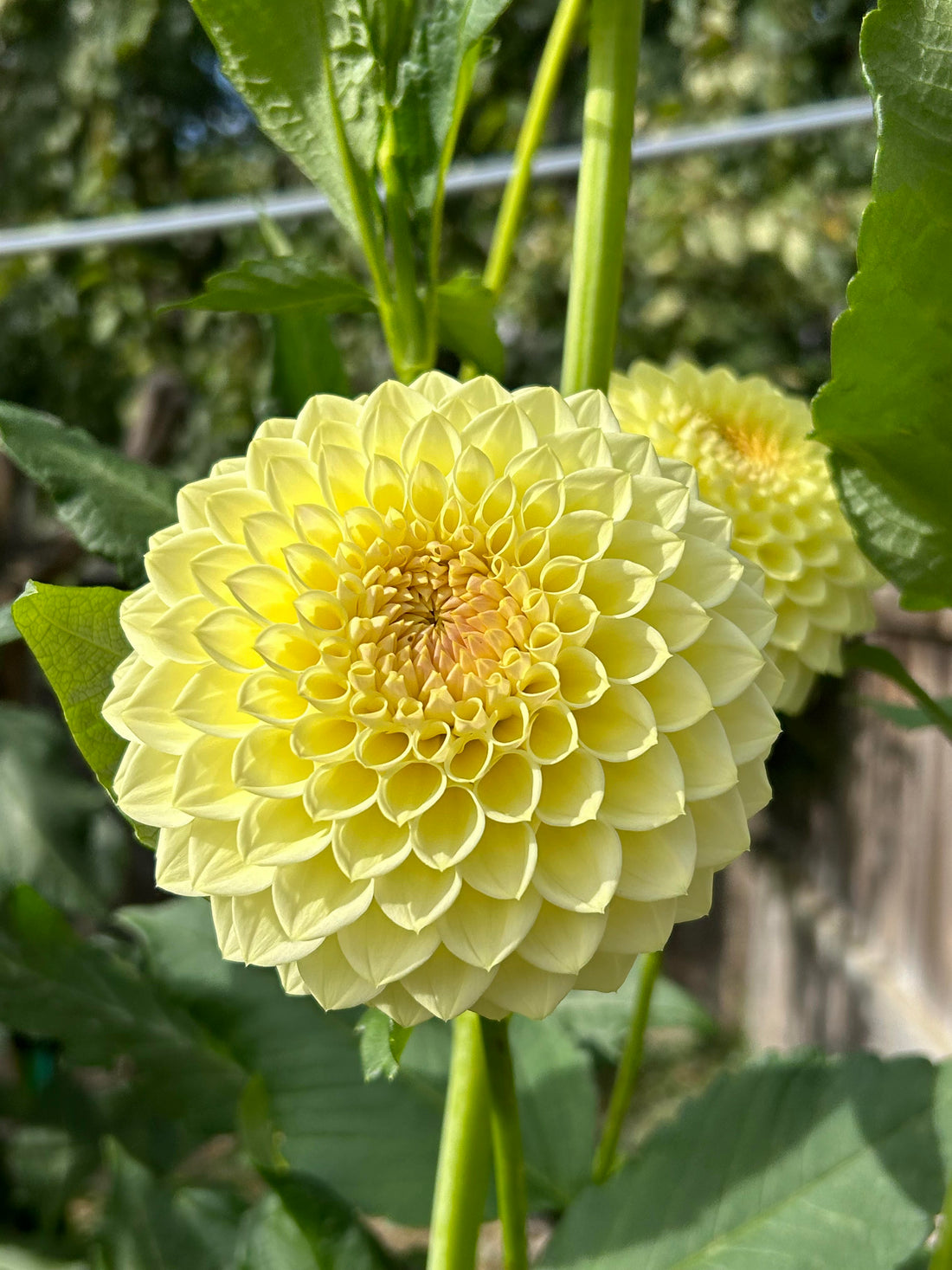 Winholme Diane