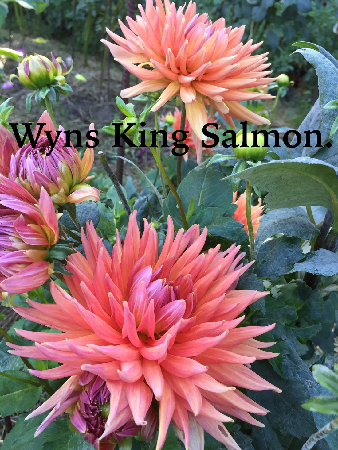Wyns King Salmon